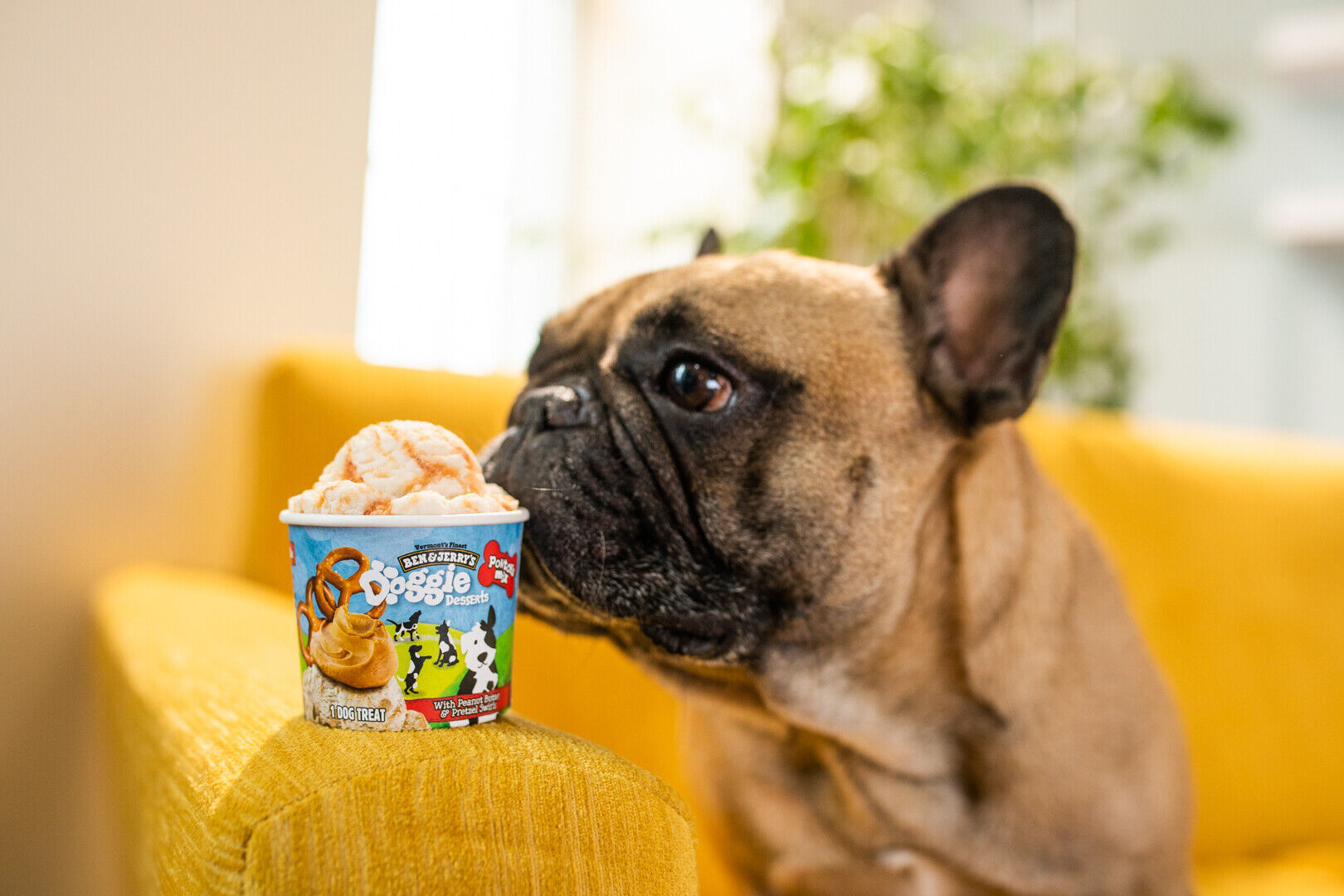 Bone appétit: Ben & Jerry's is now making dog treats